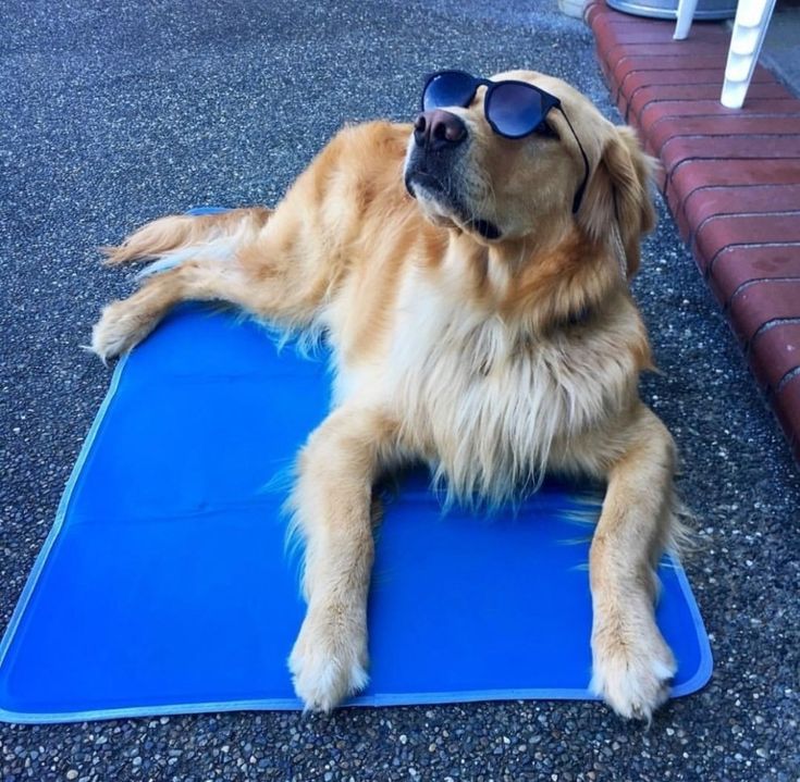 cooling pet mat