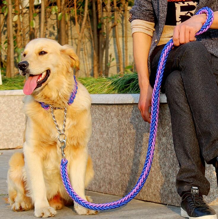 dog chain