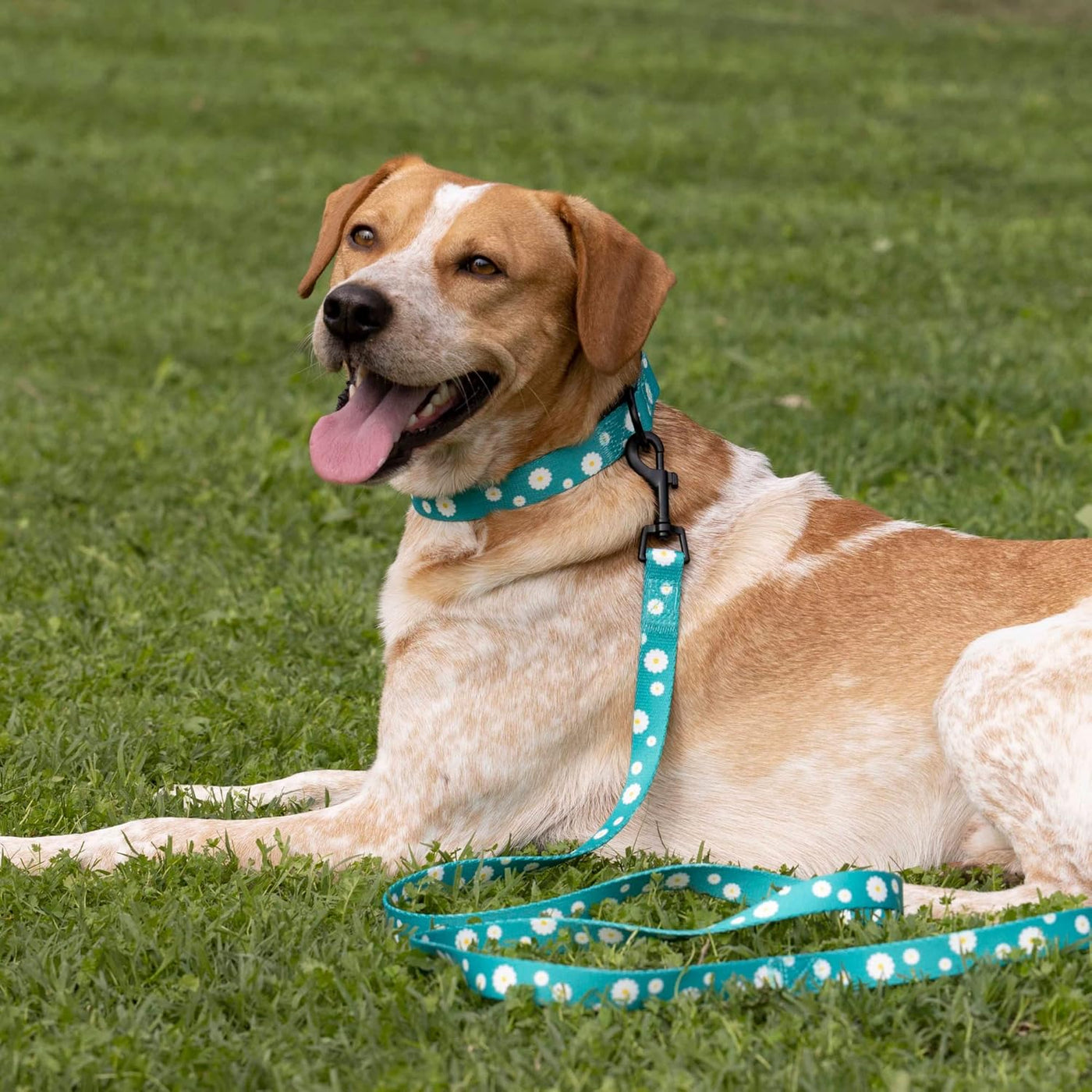 Floral Dog Leash Nylon Pattern Flower Print Adjustable Pet Leashes for Dogs Small Medium Large Puppy (L, Aquamarine)